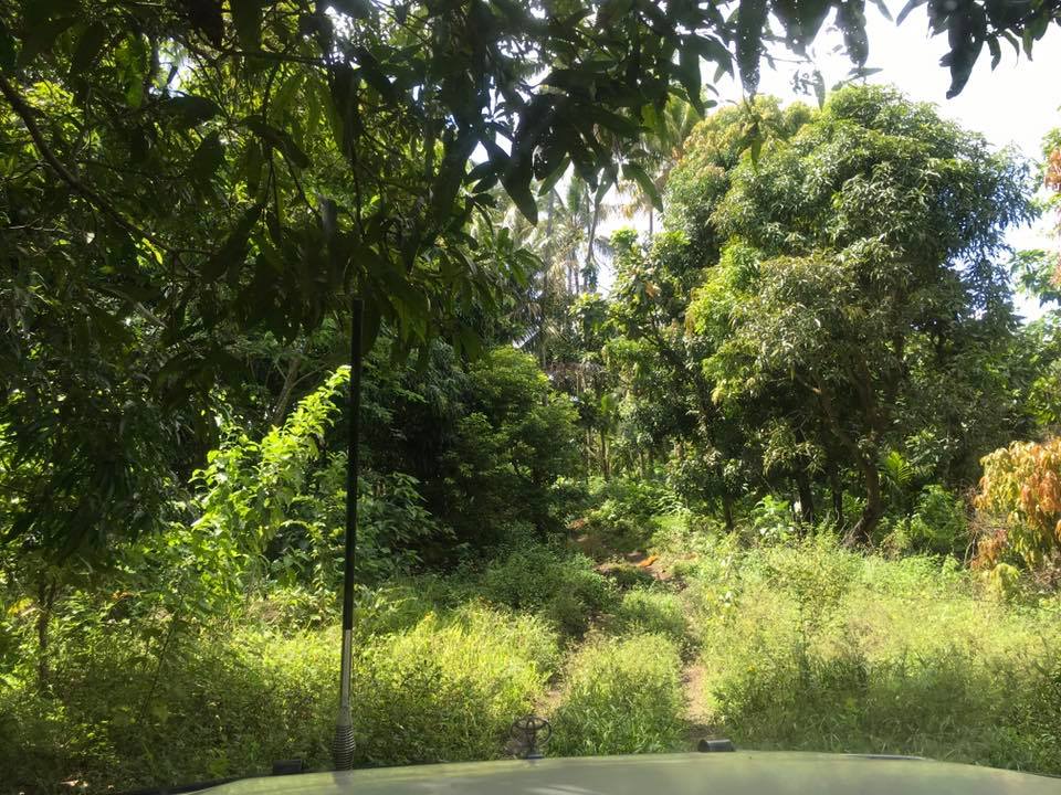 Bush Road